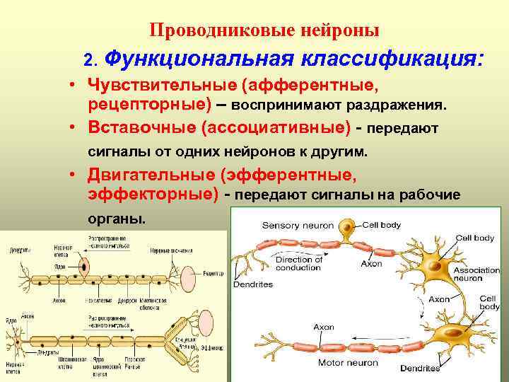 Место контакта между двумя нейронами