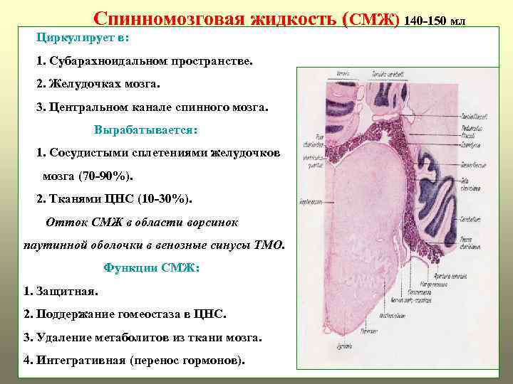 Спинномозговая жидкость (СМЖ) 140 -150 мл Циркулирует в: 1. Субарахноидальном пространстве. 2. Желудочках мозга.