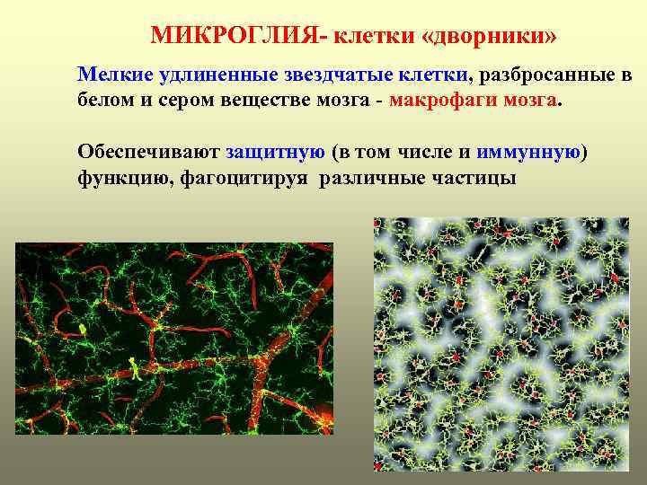 МИКРОГЛИЯ- клетки «дворники» Мелкие удлиненные звездчатые клетки, разбросанные в белом и сером веществе мозга