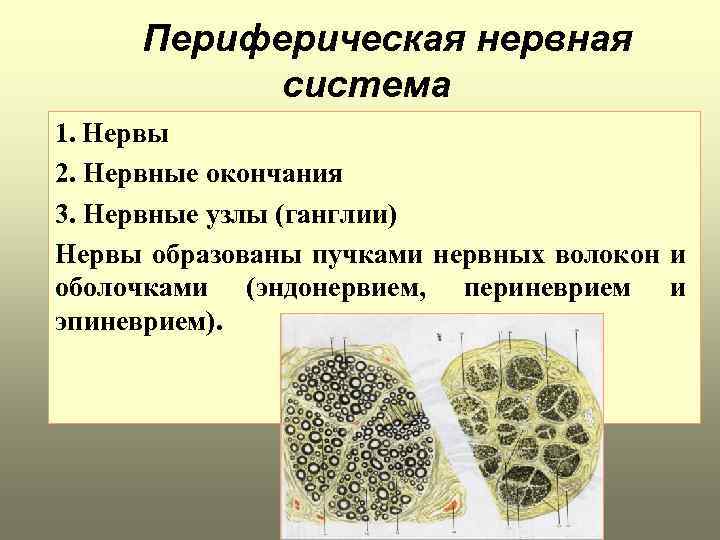 Периферическая нервная система 1. Нервы 2. Нервные окончания 3. Нервные узлы (ганглии) Нервы образованы