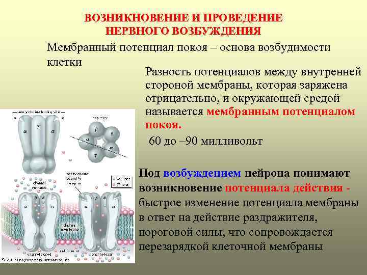 ВОЗНИКНОВЕНИЕ И ПРОВЕДЕНИЕ НЕРВНОГО ВОЗБУЖДЕНИЯ Мембранный потенциал покоя – основа возбудимости клетки Разность потенциалов
