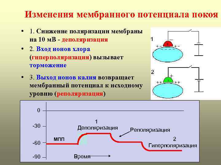 Графическое изображение потенциала покоя