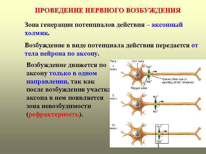 ПРОВЕДЕНИЕ НЕРВНОГО ВОЗБУЖДЕНИЯ Зона генерации потенциалов действия – аксонный холмик. Возбуждение в виде потенциала