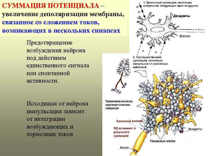 СУММАЦИЯ ПОТЕНЦИАЛА – увеличение деполяризации мембраны, связанное со сложением токов, возникающих в нескольких синапсах