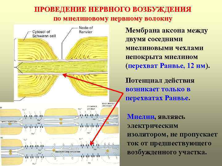 ПРОВЕДЕНИЕ НЕРВНОГО ВОЗБУЖДЕНИЯ по миелиновому нервному волокну Мембрана аксона между двумя соседними миелиновыми чехлами