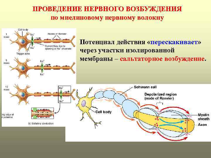 ПРОВЕДЕНИЕ НЕРВНОГО ВОЗБУЖДЕНИЯ по миелиновому нервному волокну Потенциал действия «перескакивает» через участки изолированной мембраны