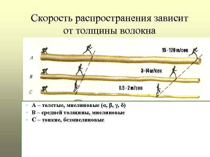 Скорость распространения зависит от толщины волокна А – толстые, миелиновые (α, β, γ, δ)