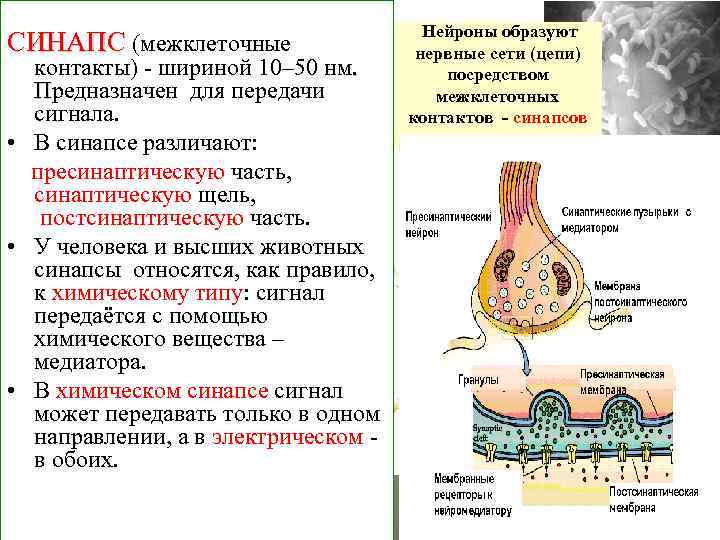 СИНАПС (межклеточные контакты) - шириной 10– 50 нм. Предназначен для передачи сигнала. • В