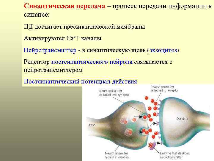 Передача нервного импульса через синапс рисунок