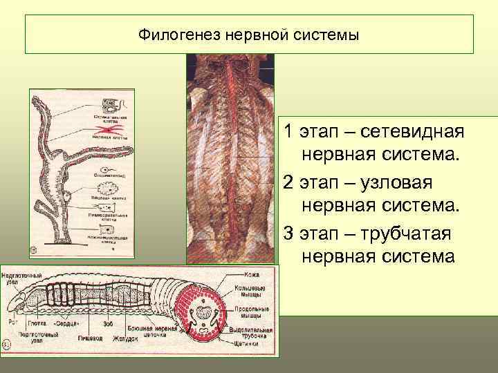 Узловая нервная система