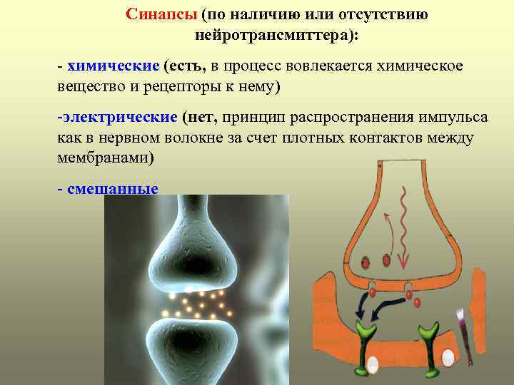 Электрический синапс. Химические электрические и смешанные синапсы. Строение электрического и химического синапса. Строение электрического синапса. Химический и электрический синапс физиология.