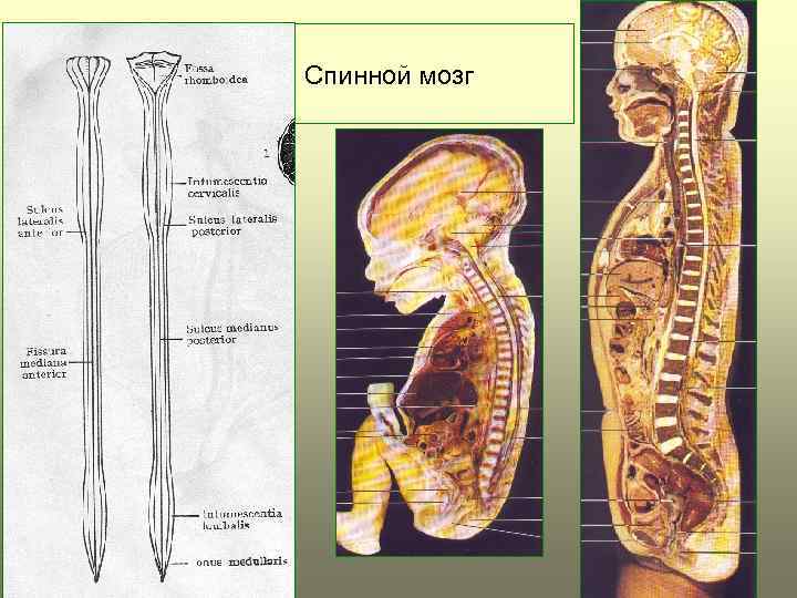 Спинной мозг 