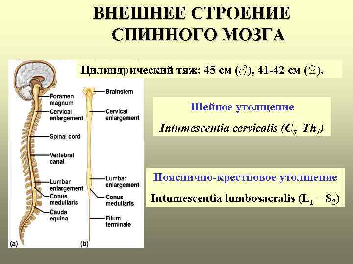 Презентация по спинномозговым нервам