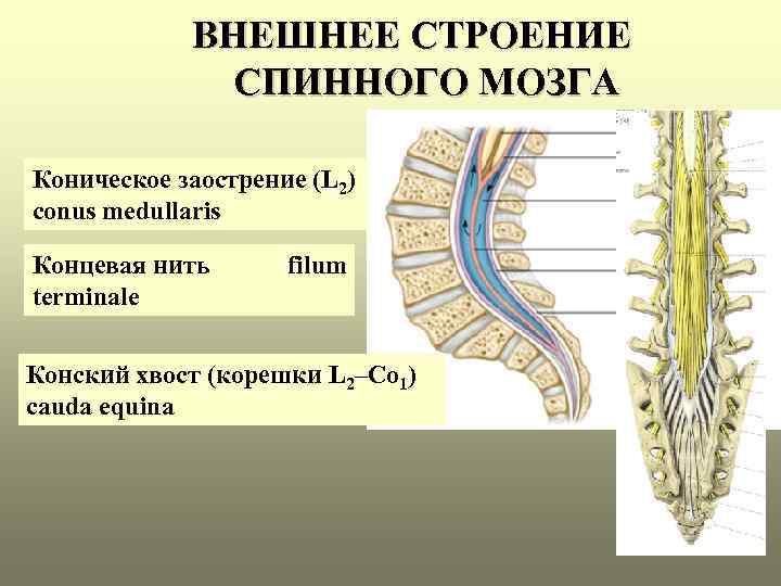 ВНЕШНЕЕ СТРОЕНИЕ СПИННОГО МОЗГА Коническое заострение (L 2) conus medullaris Концевая нить terminale filum