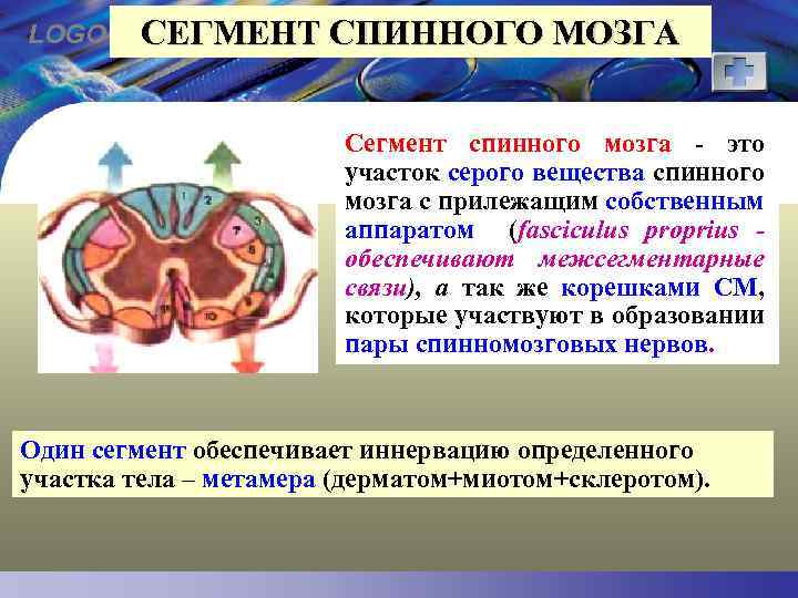LOGO СЕГМЕНТ СПИННОГО МОЗГА Сегмент спинного мозга - это участок серого вещества спинного мозга