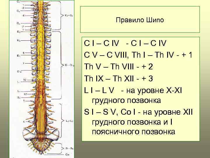 Правило Шипо C I – C IV - C I – C IV C