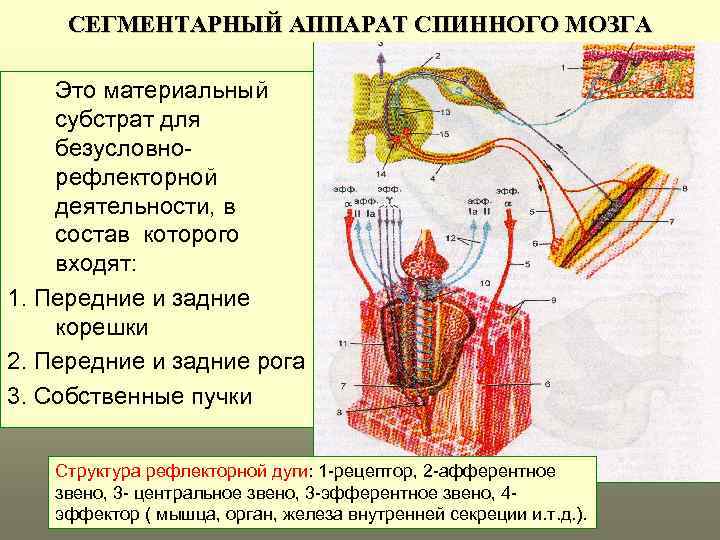 Схема собственного аппарата спинного мозга