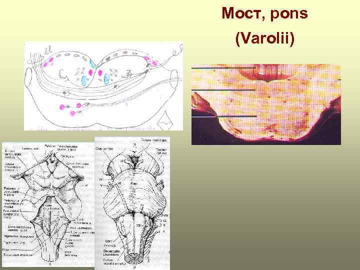 Мост, pons (Varolii) 