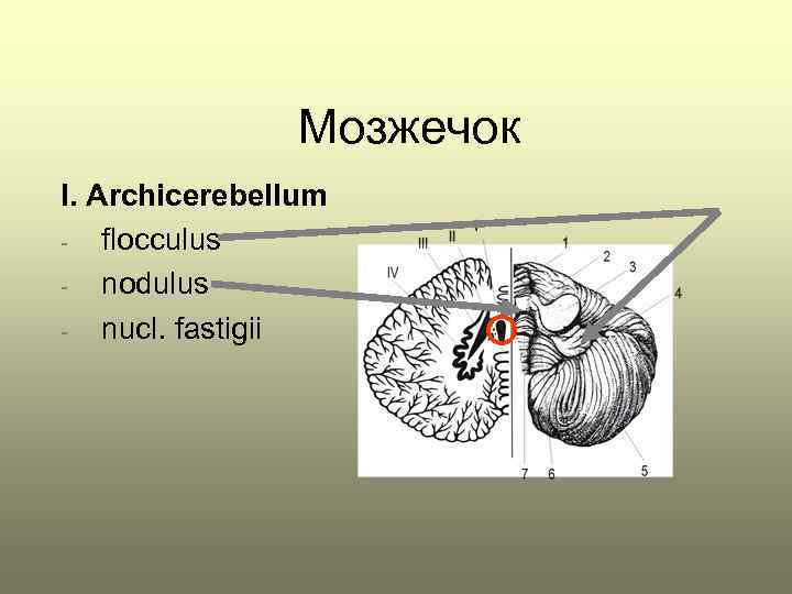 Мозжечок I. Archicerebellum flocculus nodulus nucl. fastigii 