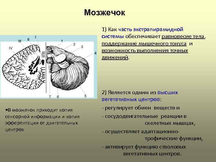 Мозжечок 1) Как часть экстрапирамидной системы обеспечивает равновесие тела, поддержание мышечного тонуса и возможность