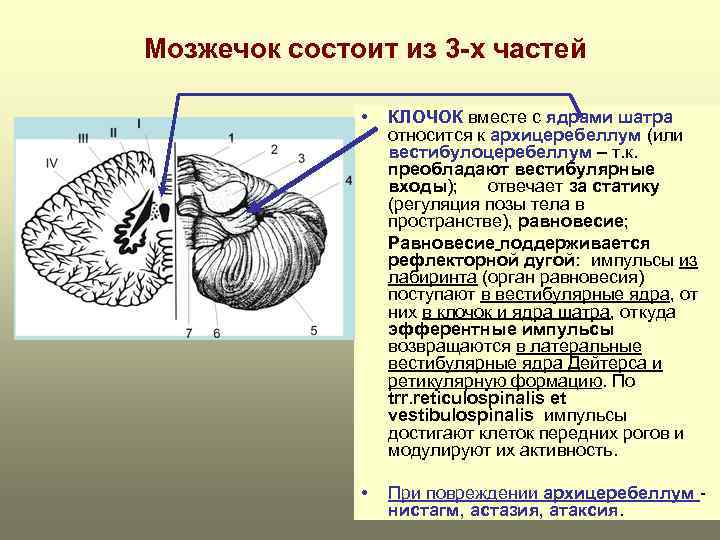 Мозжечок состоит из 3 -х частей • КЛОЧОК вместе с ядрами шатра относится к