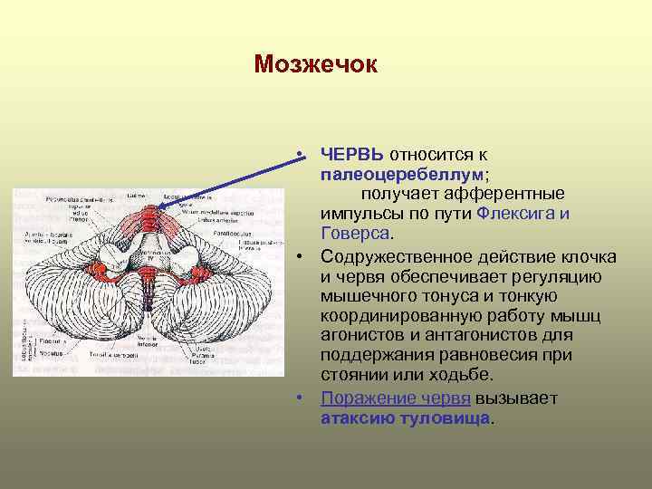 Мозжечок • ЧЕPВЬ относится к палеоцеребеллум; получает афферентные импульсы по пути Флексига и Говерса.
