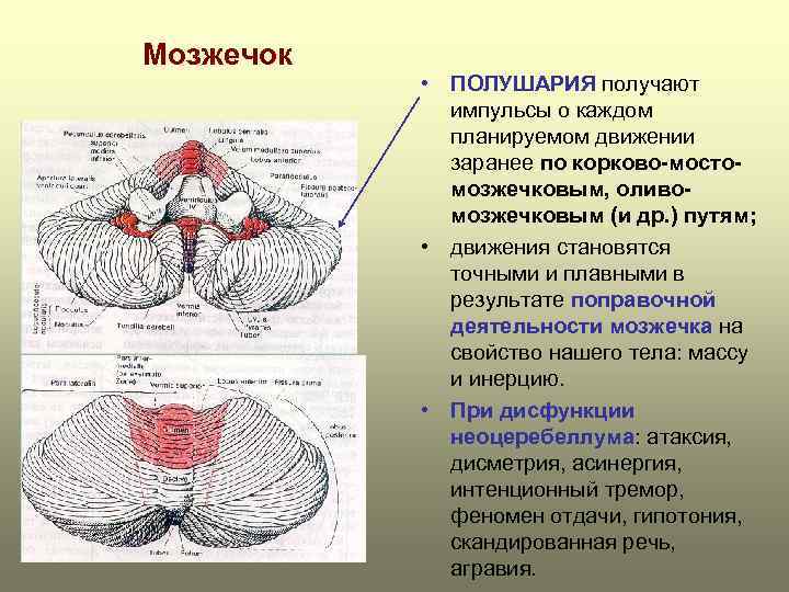 Схема связи мозжечка