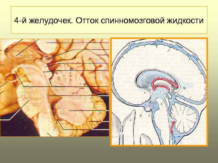 Схема оттока цереброспинальной жидкости