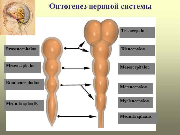 Онтогенез нервной системы Telencepalon Prosencephalon Mesencephalon Rombencephalon Medulla spinalis Diencepalon Mesencephalon Metencepalon Myelencepalon Medulla