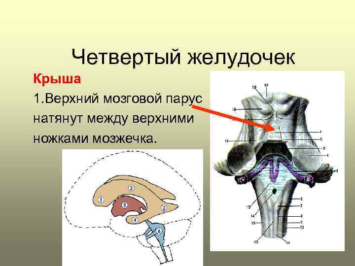 Четвертый желудочек Крыша 1. Верхний мозговой парус натянут между верхними ножками мозжечка. 