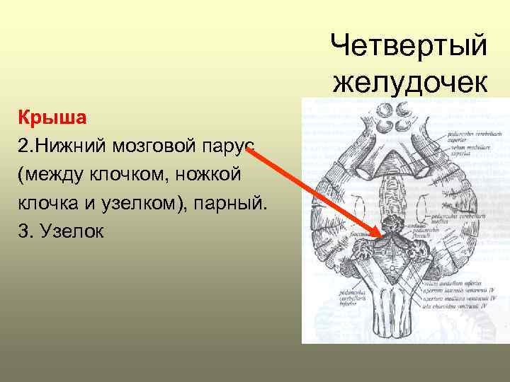 Четвертый желудочек Крыша 2. Нижний мозговой парус (между клочком, ножкой клочка и узелком), парный.