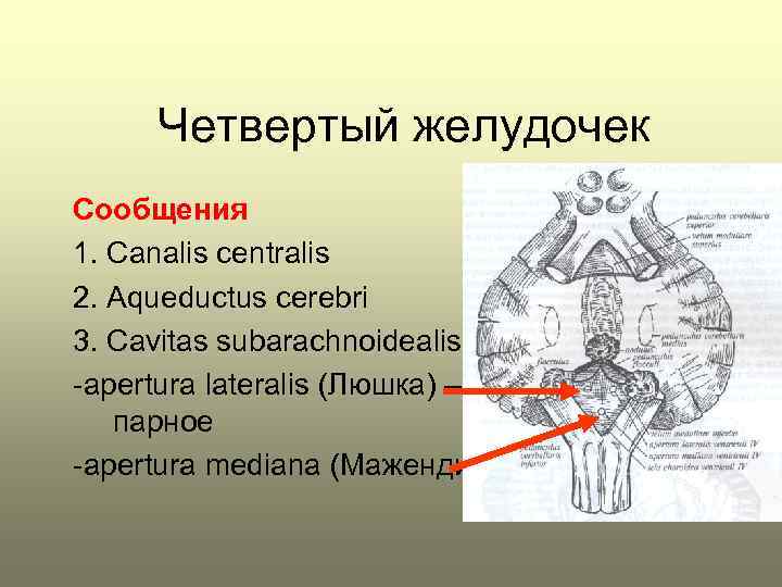 Четвертый желудочек Сообщения 1. Canalis centralis 2. Aqueductus cerebri 3. Сavitas subarachnoidealis -apertura lateralis