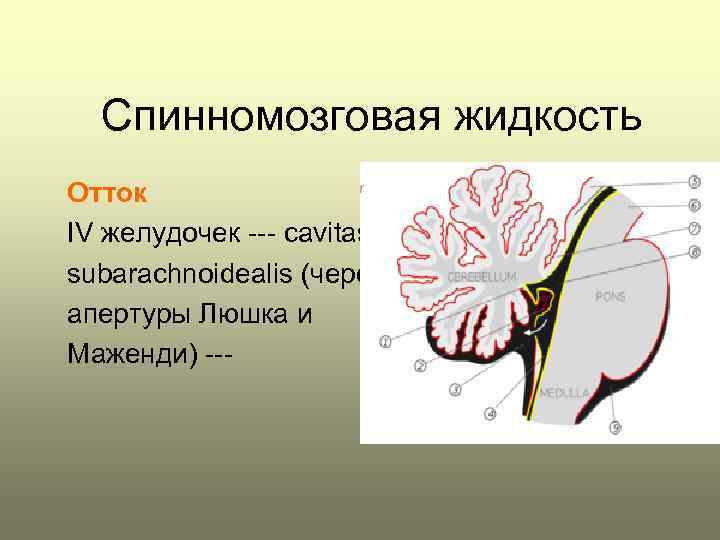 Спинномозговая жидкость Отток IV желудочек --- сavitas subarachnoidealis (через апертуры Люшка и Маженди) ---