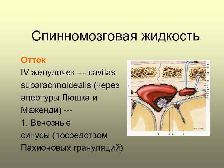 Спинномозговая жидкость Отток IV желудочек --- сavitas subarachnoidealis (через апертуры Люшка и Маженди) --1.