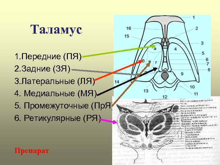 Таламус 1. Передние (ПЯ) 2. Задние (ЗЯ) 3. Латеральные (ЛЯ) 4. Медиальные (МЯ) 5.