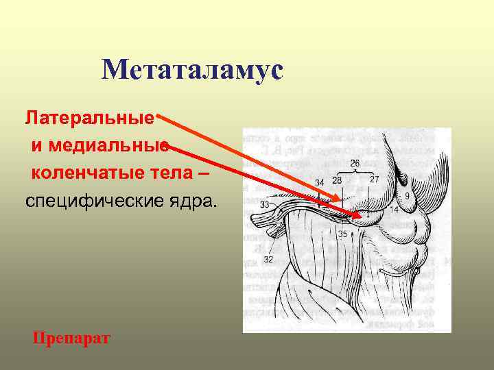 Коленчатые тела мозга. Метаталамус коленчатые тела. Медиальное и Латеральное коленчатое тело. Метаталамус строение. Эпиталамус и метаталамус.