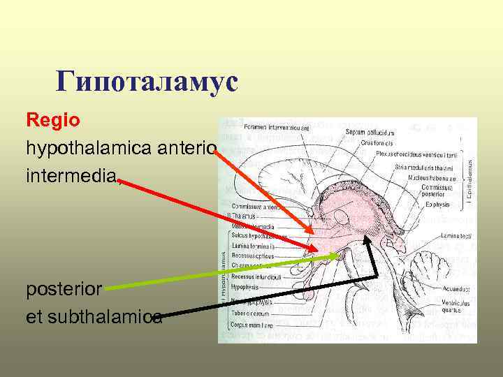 Нервная система латынь. Regio hypothalamica. Regio hypothalamica posterior. Regio subthalamica. Анатомия. Задняя гипоталамическая область (area hypothalamica posterior).