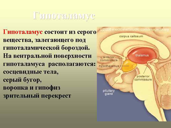 Гипоталамус состоит из серого вещества, залегающего под гипоталамической бороздой. На вентральной поверхности гипоталамуса располагаются: