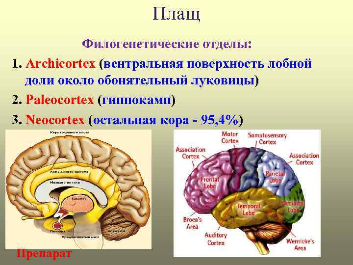 Плащ Филогенетические отделы: 1. Archicortex (вентральная поверхность лобной доли около обонятельный луковицы) 2. Paleocortex