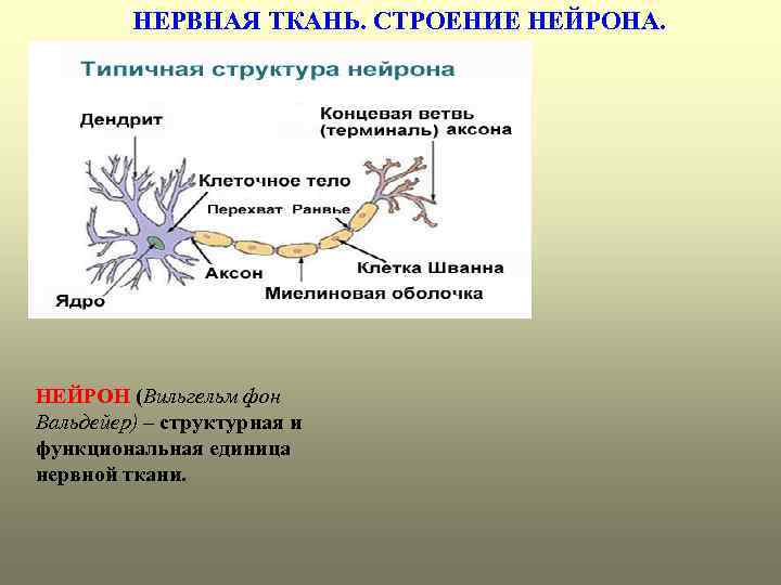 План рассказа о строении нейрона