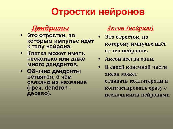 Отростки нейронов Дендриты Аксон (нейрит) • Это отростки, по • Это отросток, по которым
