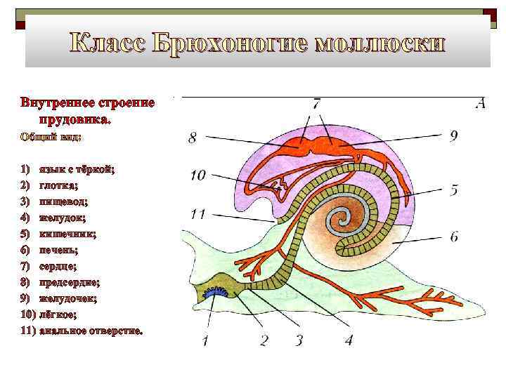Класс Брюхоногие моллюски Внутреннее строение прудовика. Общий вид: 1) 2) 3) 4) 5) 6)