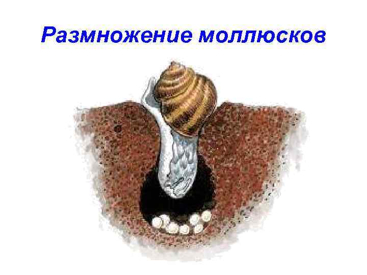 Размножение моллюсков 