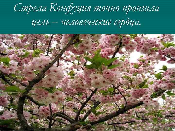 Стрела Конфуция точно пронзила цель – человеческие сердца. 