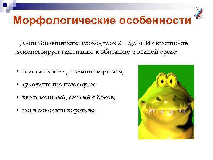 Морфологические особенности Длина большинства крокодилов 2— 5, 5 м. Их внешность демонстрирует адаптацию к