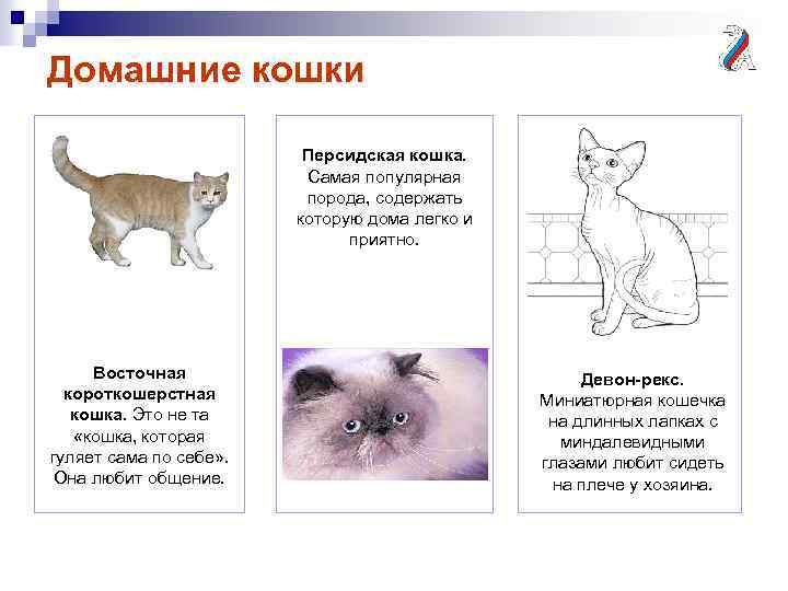 Домашние кошки Персидская кошка. Самая популярная порода, содержать которую дома легко и приятно. Восточная