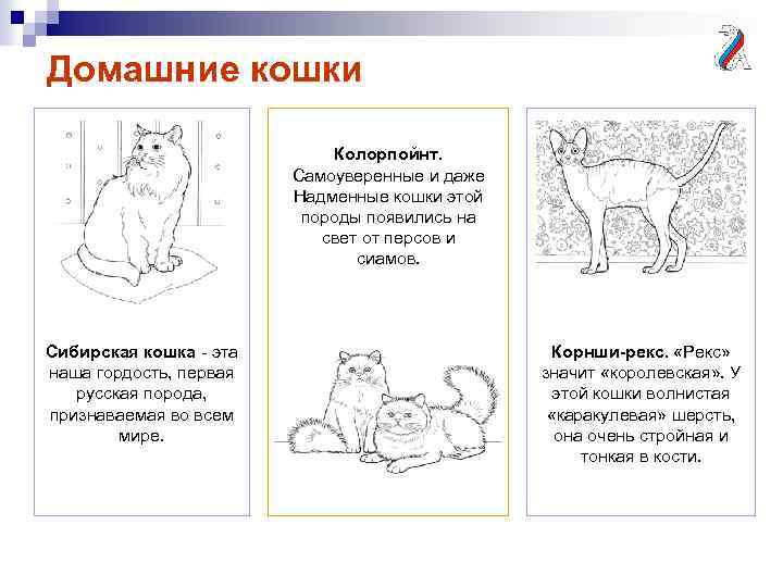 Домашние кошки Колорпойнт. Самоуверенные и даже Надменные кошки этой породы появились на свет от