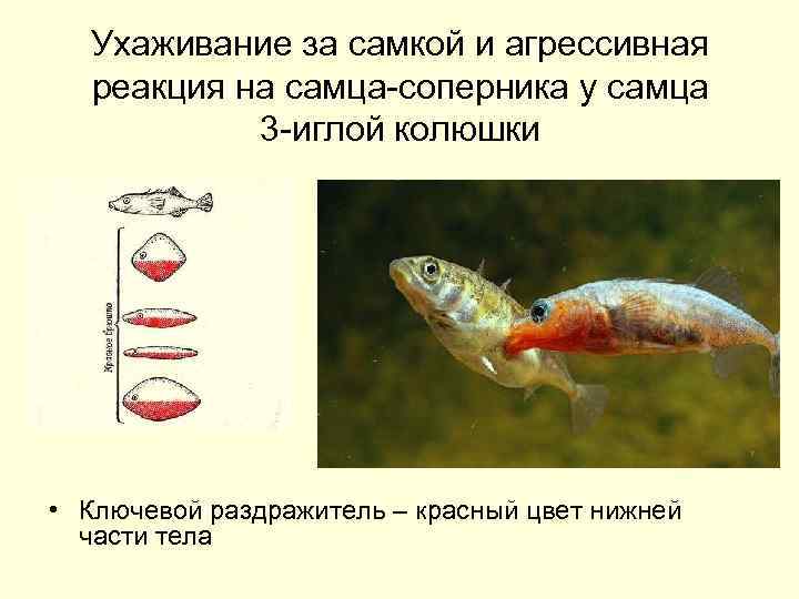 Ухаживание за самкой и агрессивная реакция на самца-соперника у самца 3 -иглой колюшки •