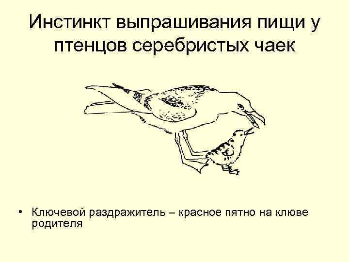 Инстинкт выпрашивания пищи у птенцов серебристых чаек • Ключевой раздражитель – красное пятно на