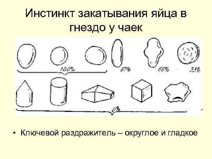 Инстинкт закатывания яйца в гнездо у чаек • Ключевой раздражитель – округлое и гладкое